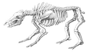 lion skeleton